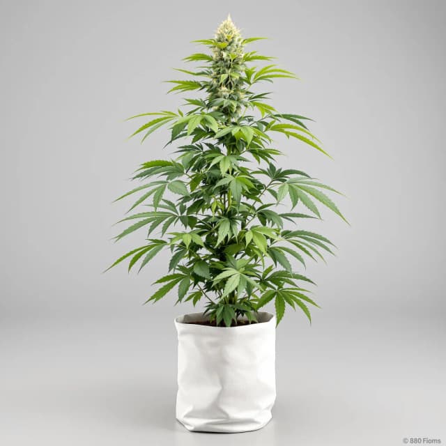 Embalaje de semillas de cannabis Gorilla Cookies — Royal King Seeds España