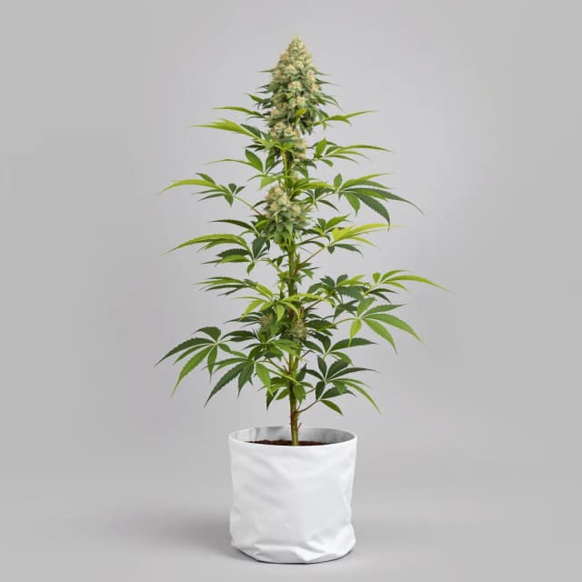 Embalaje de semillas de cannabis Gorilla Glue — Royal King Seeds España