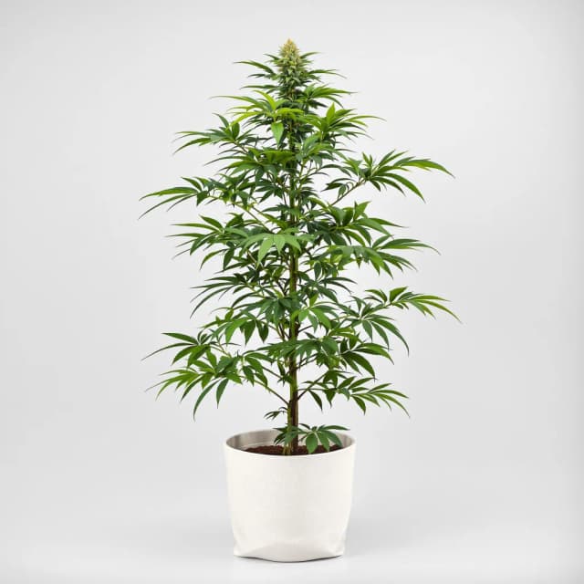 Embalaje de semillas de cannabis Gorilla Glue — Royal King Seeds España
