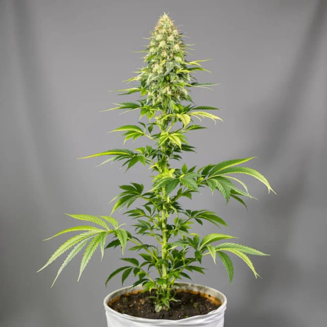 Embalaje de semillas de cannabis Gorilla Nut — Royal King Seeds España
