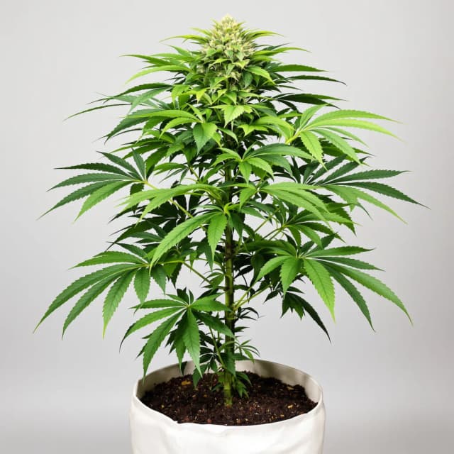 Embalaje de semillas de cannabis Grand Hindu — Royal King Seeds España
