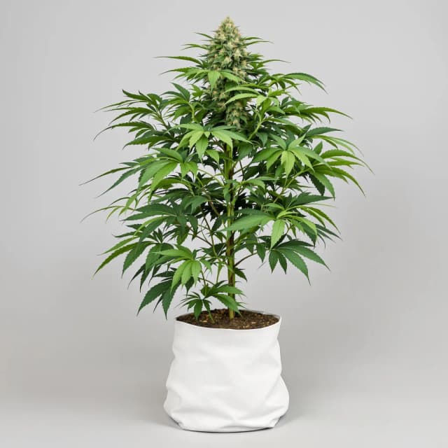 Embalaje de semillas de cannabis Granddaddy Purple — Royal King Seeds España