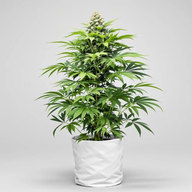 Embalaje de semillas de cannabis Grandmommy Purple — Royal King Seeds España