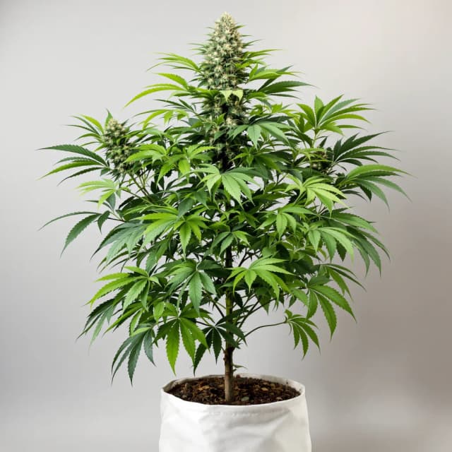 Embalaje de semillas de cannabis Grandpa Larry OG — Royal King Seeds España