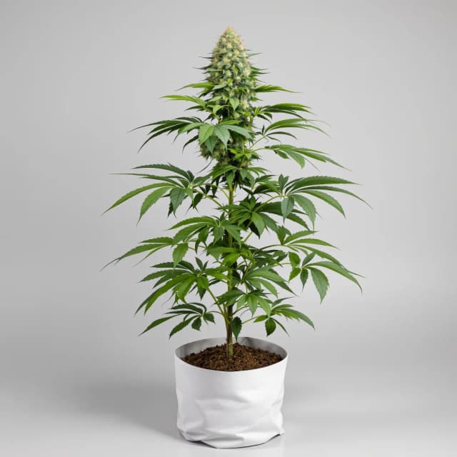 Embalaje de semillas de cannabis Grape Cookies — Royal King Seeds España