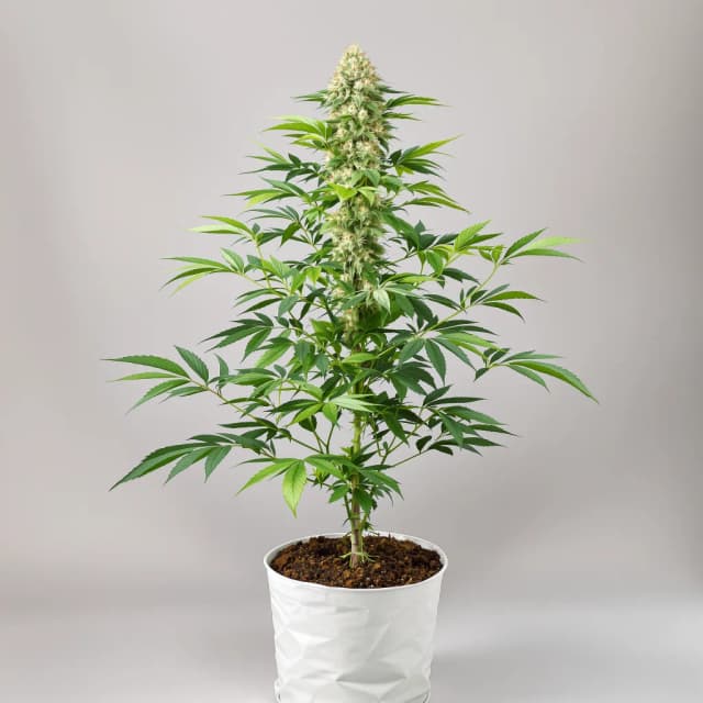 Embalaje de semillas de cannabis Grape Gas — Royal King Seeds España