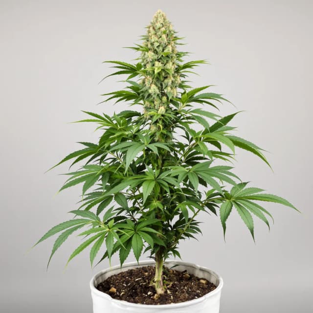 Embalaje de semillas de cannabis Grape God — Royal King Seeds España