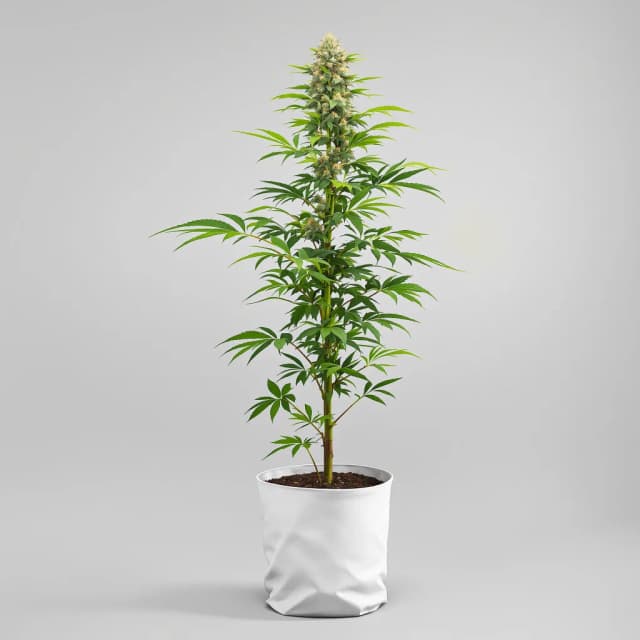 Embalaje de semillas de cannabis Grape Guava — Royal King Seeds España
