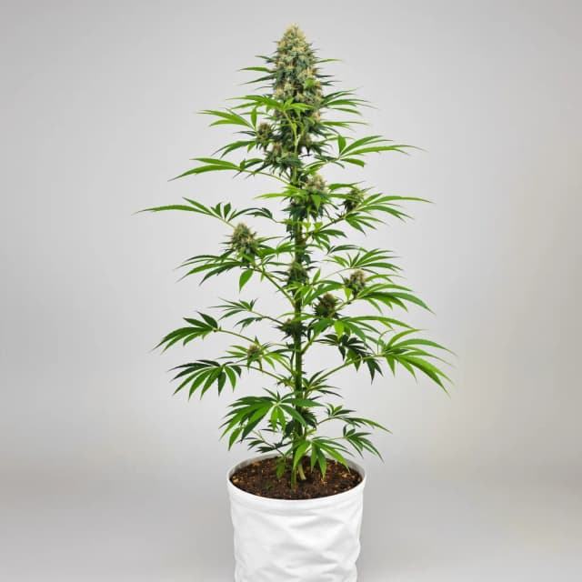 Embalaje de semillas de cannabis Grape Kush — Royal King Seeds España