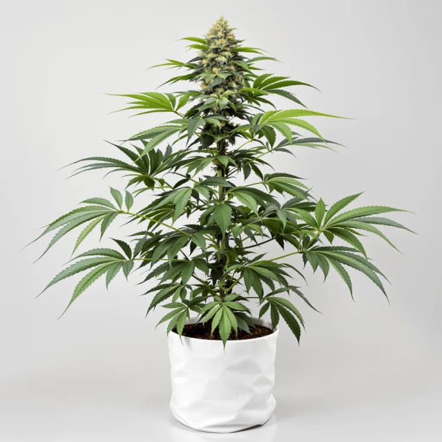 Embalaje de semillas de cannabis Grape OX — Royal King Seeds España