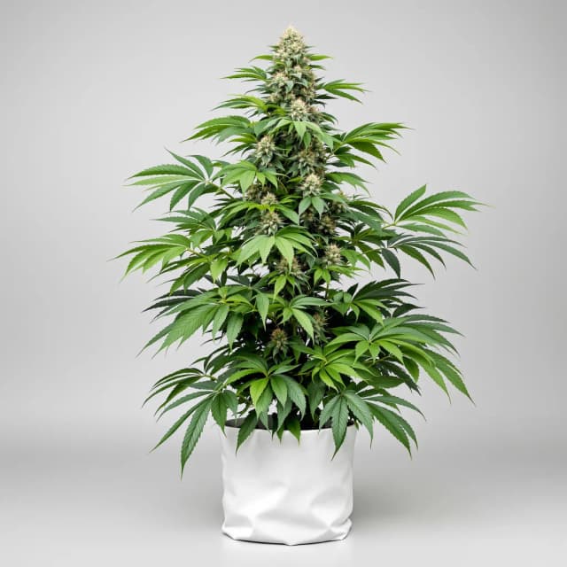 Embalaje de semillas de cannabis Grape Skunk — Royal King Seeds España