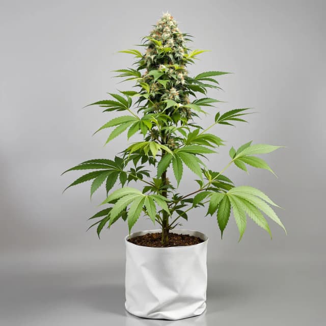 Embalaje de semillas de cannabis Grape Skunk — Royal King Seeds España