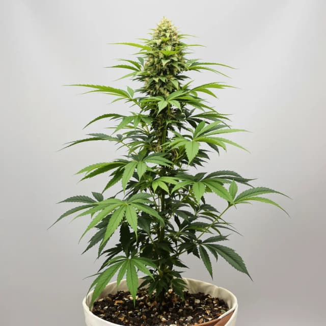 Embalaje de semillas de cannabis Grape Soda — Royal King Seeds España