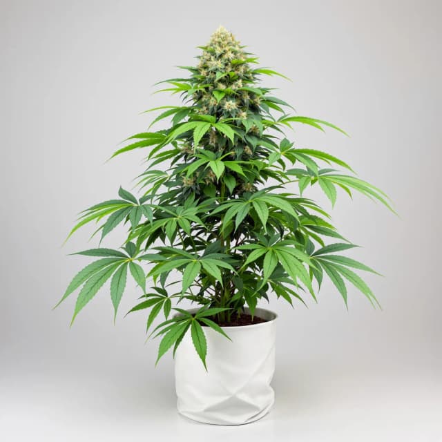 Embalaje de semillas de cannabis Grape Soda — Royal King Seeds España