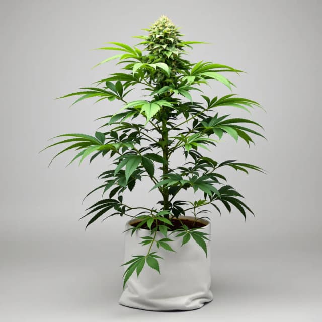 Embalaje de semillas de cannabis Grape Valley Kush — Royal King Seeds España