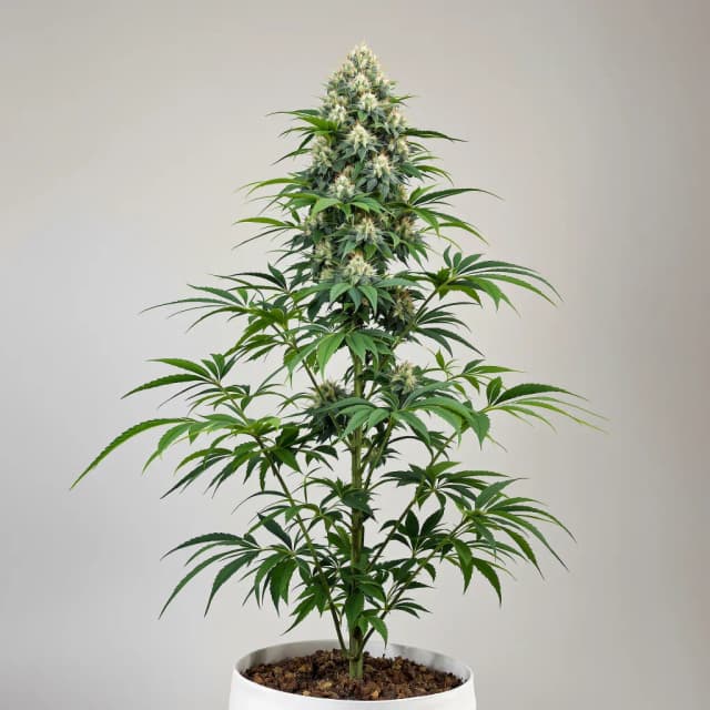 Embalaje de semillas de cannabis Grapefruit Diesel — Royal King Seeds España