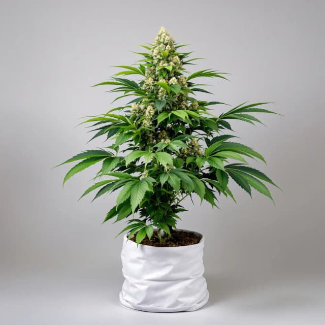 Embalaje de semillas de cannabis Grapefruit Kush — Royal King Seeds España