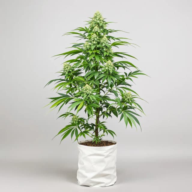 Embalaje de semillas de cannabis Grease Monkey — Royal King Seeds España