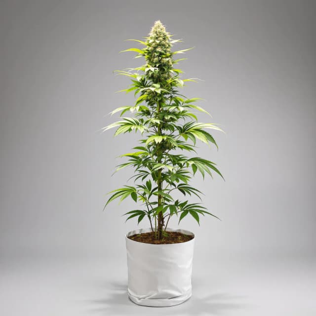 Embalaje de semillas de cannabis Grease Monkey — Royal King Seeds España
