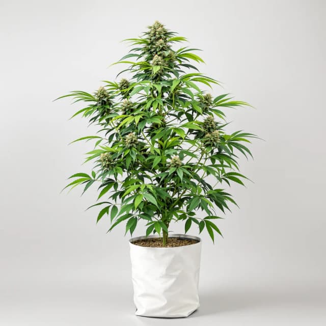 Embalaje de semillas de cannabis Green Candy — Royal King Seeds España