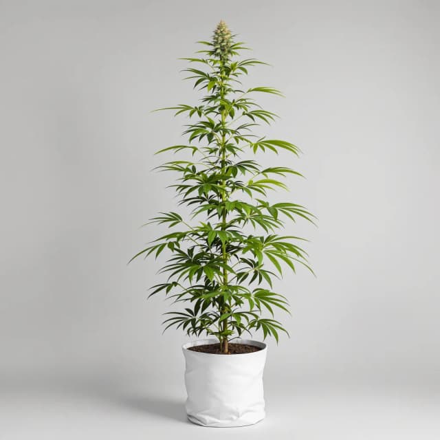 Embalaje de semillas de cannabis Green Dream — Royal King Seeds España