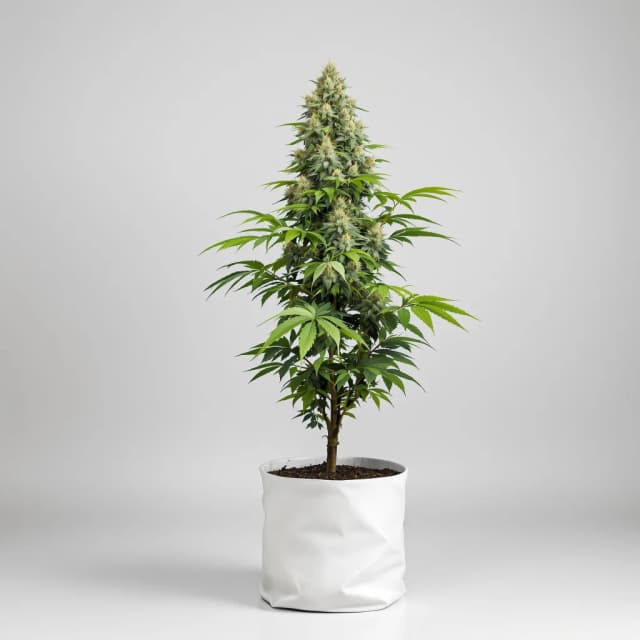 Embalaje de semillas de cannabis Green Goblin — Royal King Seeds España