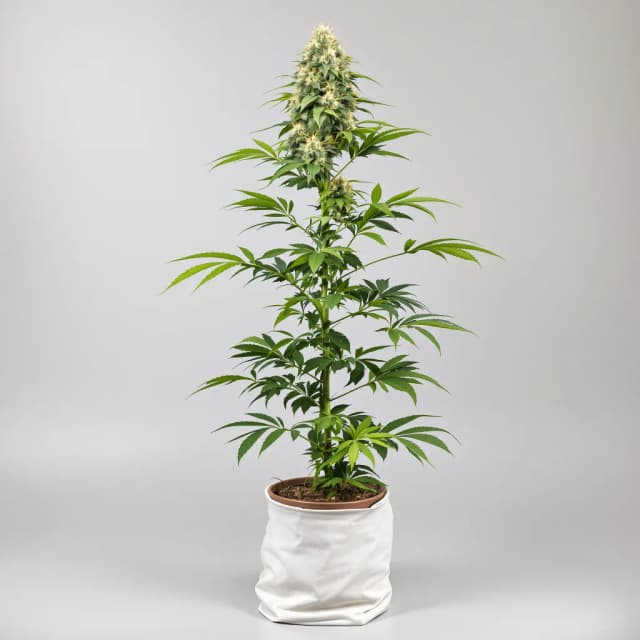 Embalaje de semillas de cannabis Green Line OG — Royal King Seeds España