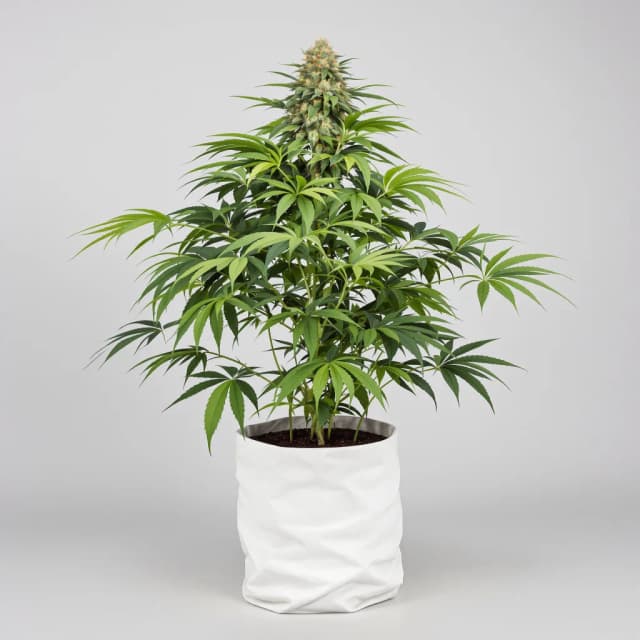 Embalaje de semillas de cannabis Green Love Potion — Royal King Seeds España