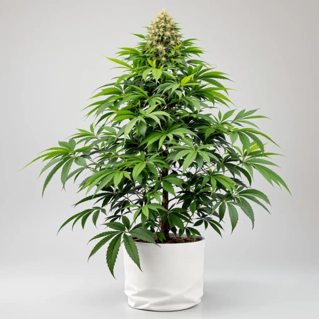 Embalaje de semillas de cannabis Green Poison — Royal King Seeds España