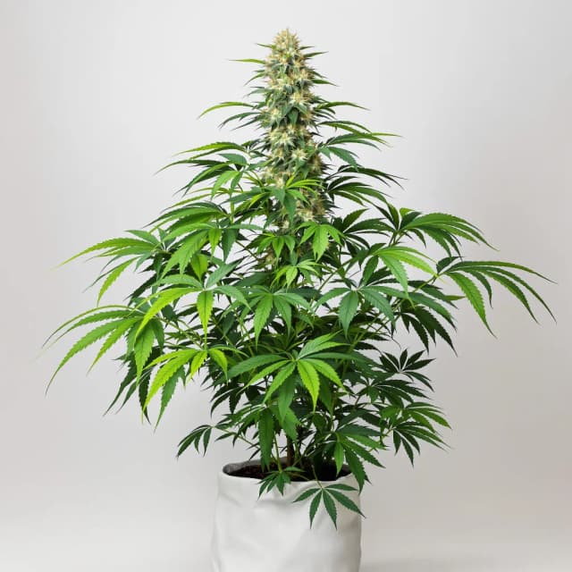 Embalaje de semillas de cannabis Green Ribbon — Royal King Seeds España