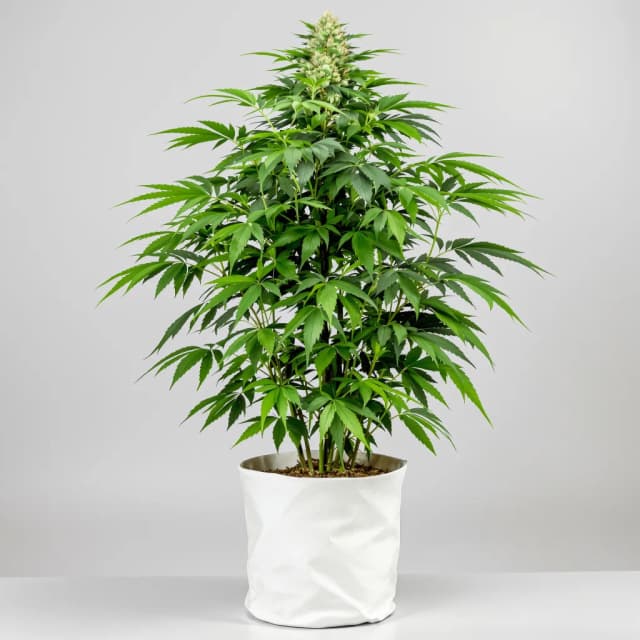 Embalaje de semillas de cannabis Green Ribbon — Royal King Seeds España