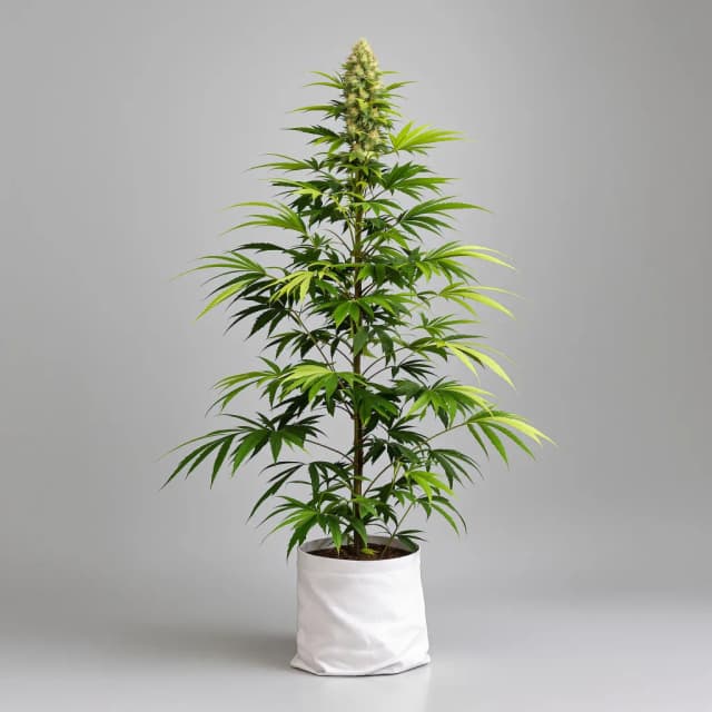 Embalaje de semillas de cannabis Grilled Cheese — Royal King Seeds España