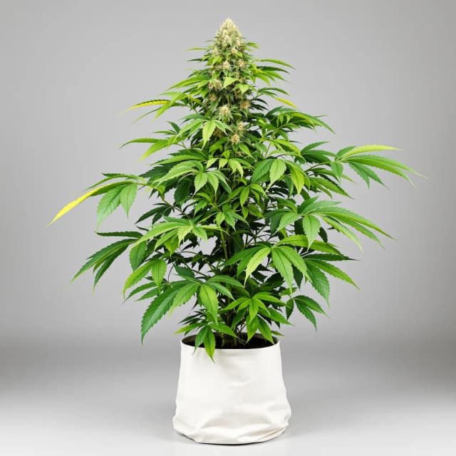 Embalaje de semillas de cannabis Guard Dawg — Royal King Seeds España