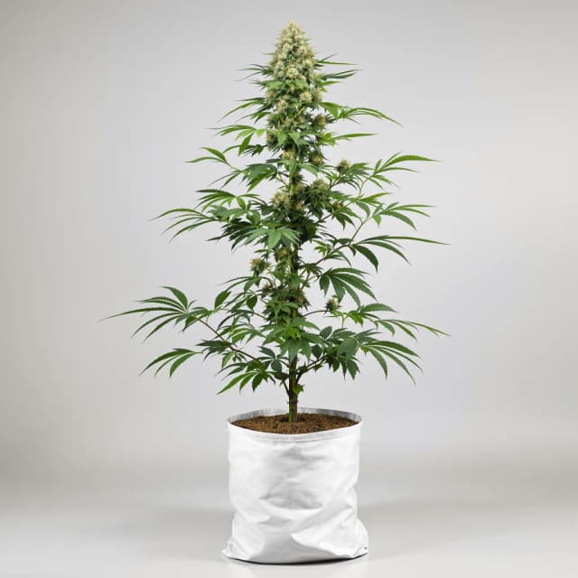 Embalaje de semillas de cannabis Guido Kush — Royal King Seeds España