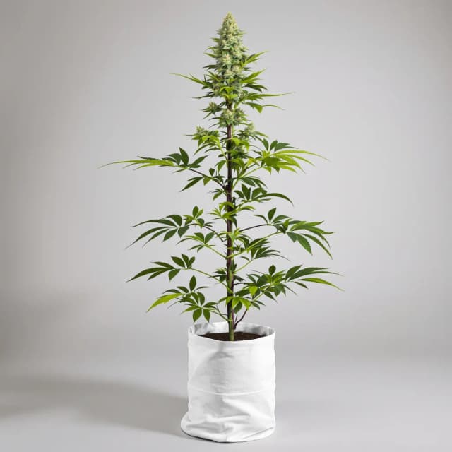 Embalaje de semillas de cannabis Guido Kush — Royal King Seeds España
