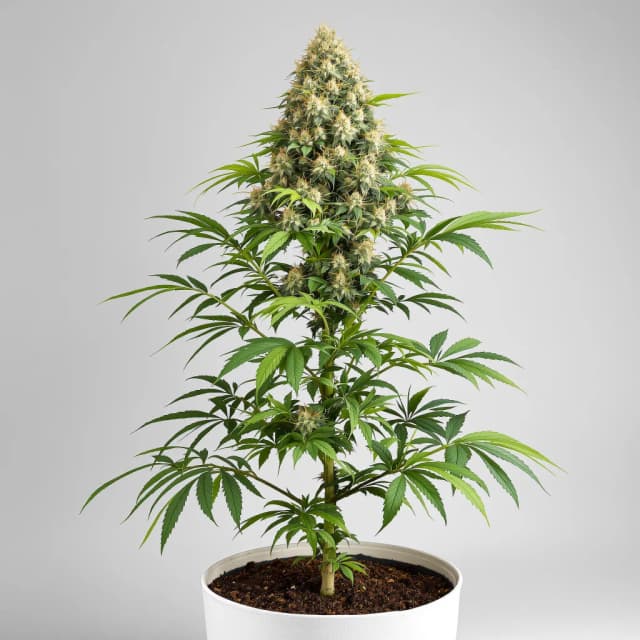 Embalaje de semillas de cannabis Gupta Kush — Royal King Seeds España