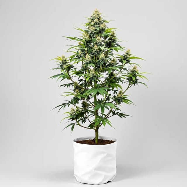 Embalaje de semillas de cannabis Gupta Kush — Royal King Seeds España
