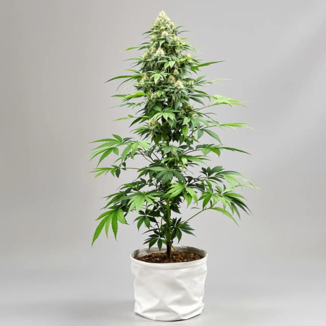 Embalaje de semillas de cannabis Guptilla — Royal King Seeds España