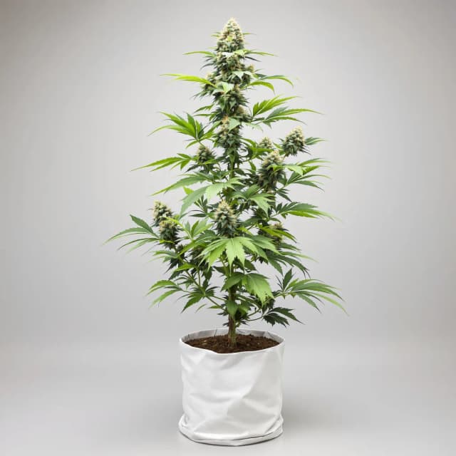 Embalaje de semillas de cannabis Han Burger — Royal King Seeds España