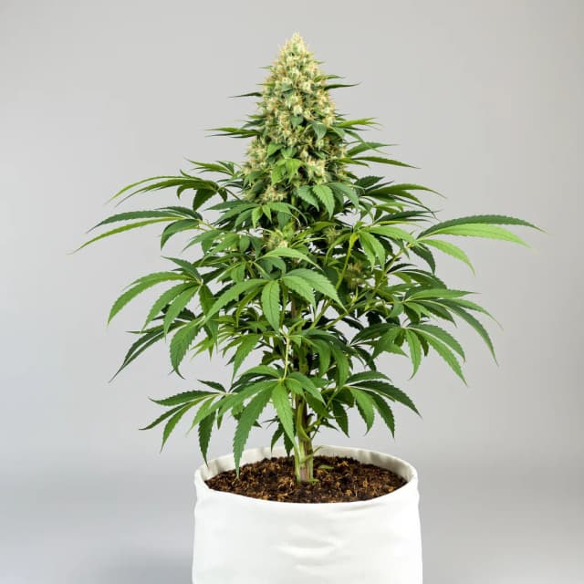 Embalaje de semillas de cannabis Harle-Tsu CBD — Royal King Seeds España
