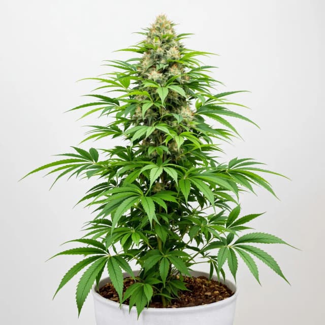 Embalaje de semillas de cannabis Harlequin CBD — Royal King Seeds España
