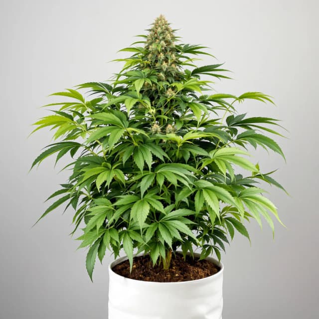 Embalaje de semillas de cannabis Hashberry — Royal King Seeds España