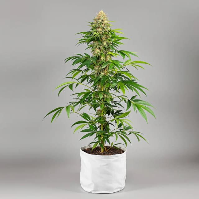 Embalaje de semillas de cannabis Hawaiian Dream CBD — Royal King Seeds España