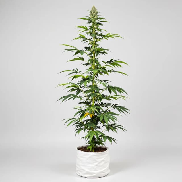 Embalaje de semillas de cannabis Hawaiian Haze — Royal King Seeds España