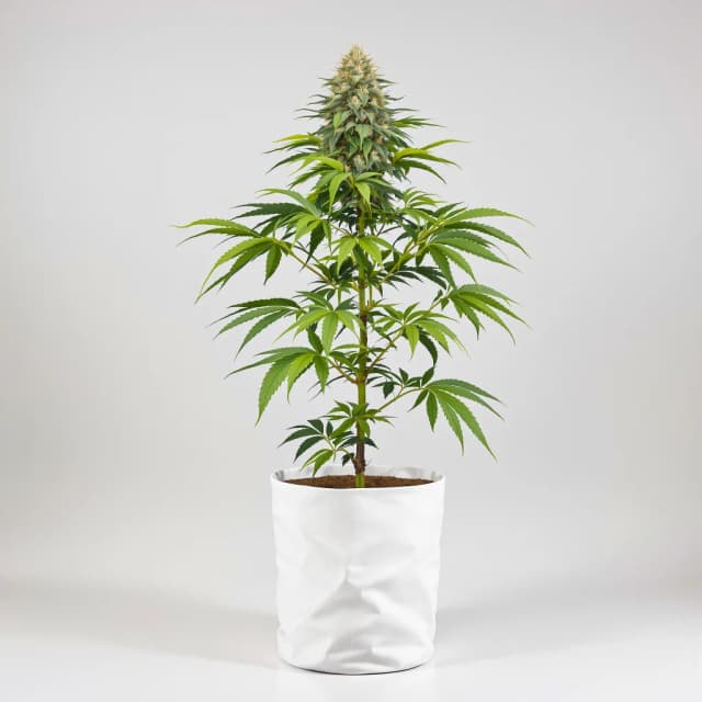 Embalaje de semillas de cannabis Hawaiian Purple Kush — Royal King Seeds España