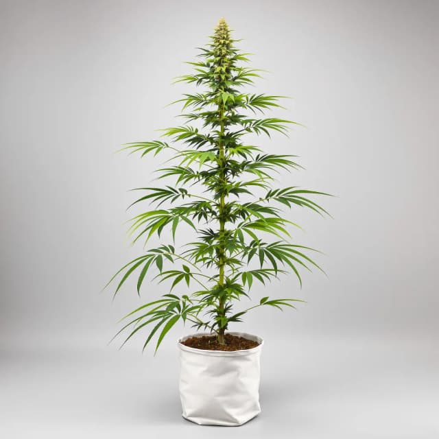 Embalaje de semillas de cannabis Hawaiian Snow — Royal King Seeds España
