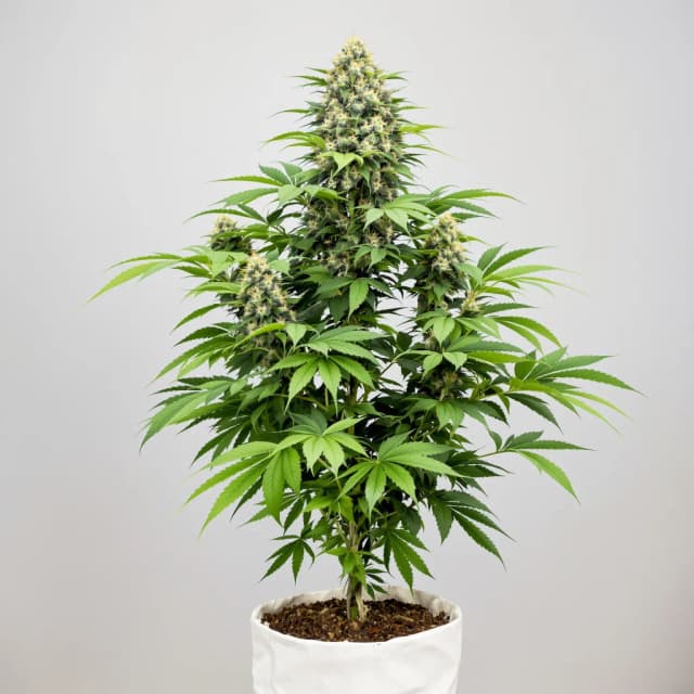 Embalaje de semillas de cannabis Haze XL — Royal King Seeds España