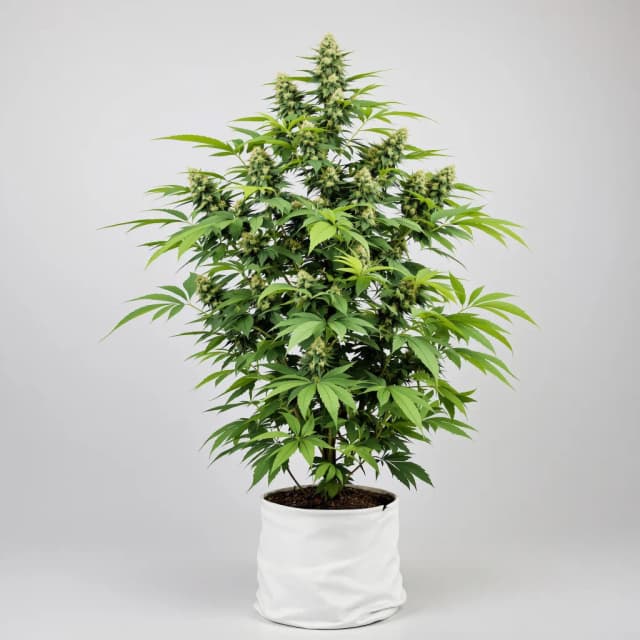 Embalaje de semillas de cannabis Heavy Duty Fruity — Royal King Seeds España