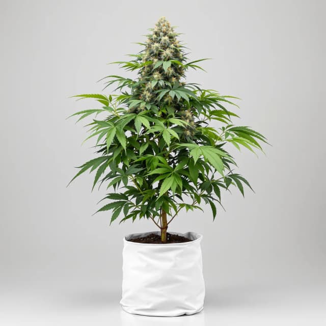 Embalaje de semillas de cannabis Hell's OG — Royal King Seeds España