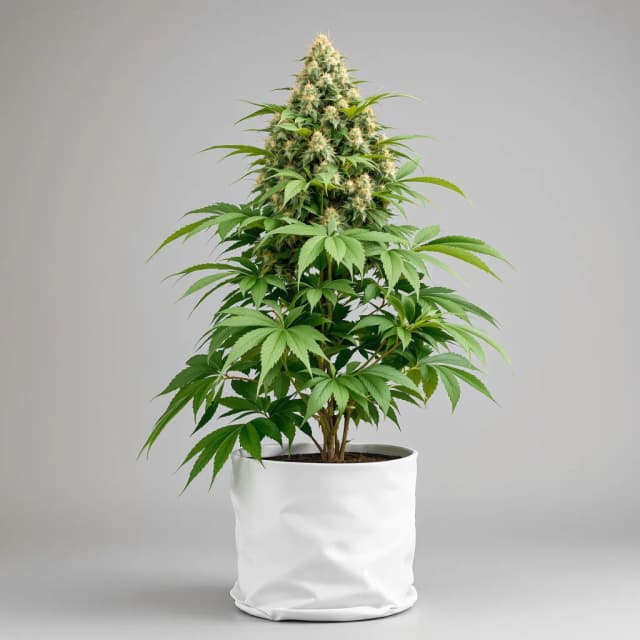 Embalaje de semillas de cannabis High Resin Strains Mixpack — Royal King Seeds España